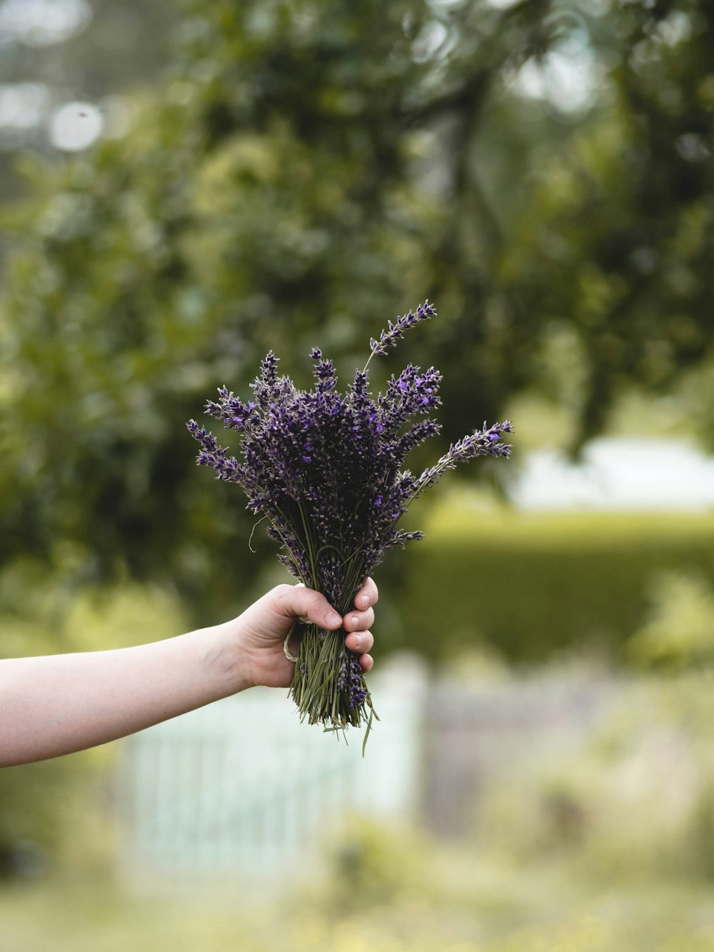 a person holding a bunch of lavender flowers