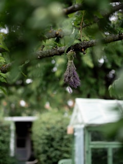 A bunch of dried lavender flowers are hanging from a tree branch. The background features a lush green tree canopy, a green garden bench partially visible, and a small greenhouse. In the distance, there's a doorway that fades into the out-of-focus background.