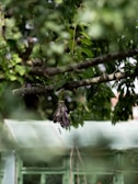 A bunch of dried lavender hangs from a tree branch amidst lush green foliage. In the background, a greenhouse made of glass or transparent material can be seen, partially obscured by leaves.