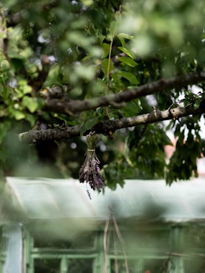 A bunch of dried lavender hangs from a tree branch amidst lush green foliage. In the background, a greenhouse made of glass or transparent material can be seen, partially obscured by leaves.