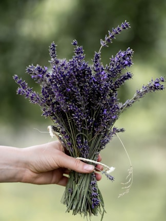 Hand holding a small bundle of fragrant dried lavender in soft natural light.