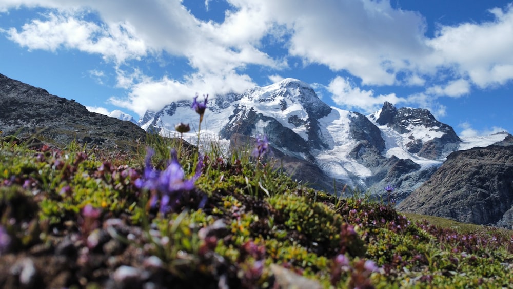 a view of a mountain range with flowers in the foreground