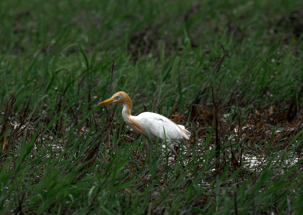 a white bird with a yellow beak standing in the grass