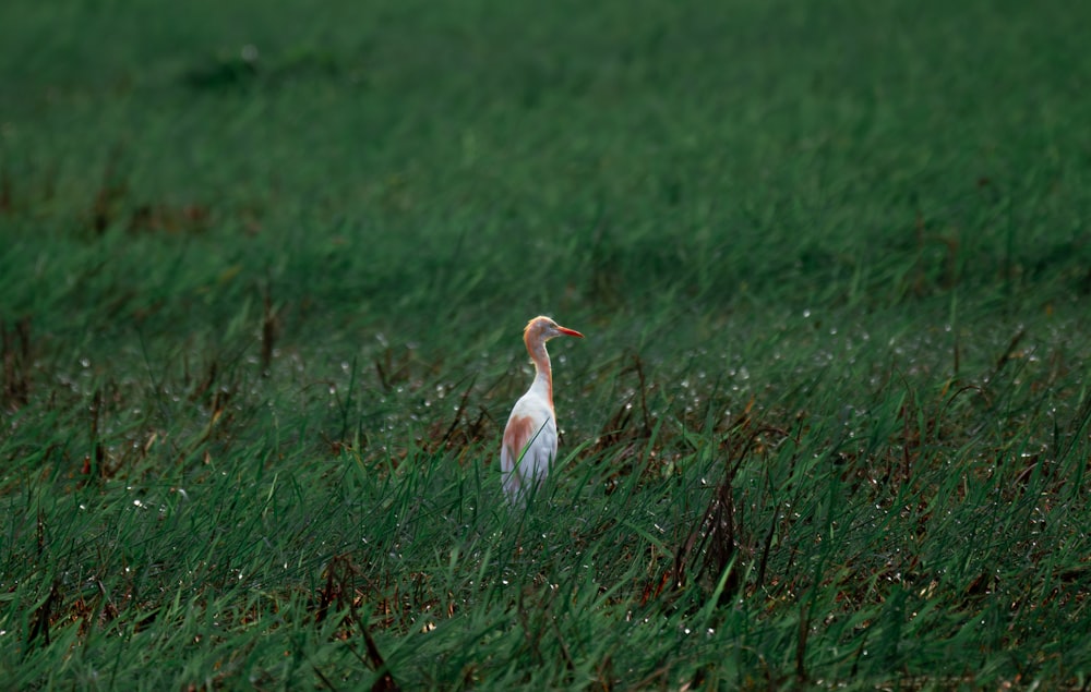 a bird standing in a field of tall grass