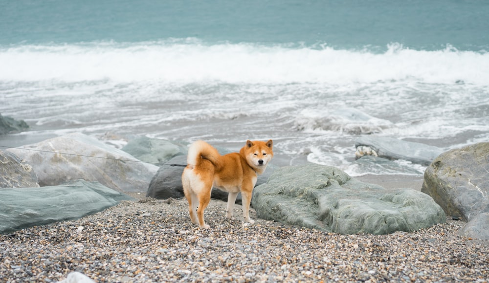 a dog standing on a rocky beach next to the ocean