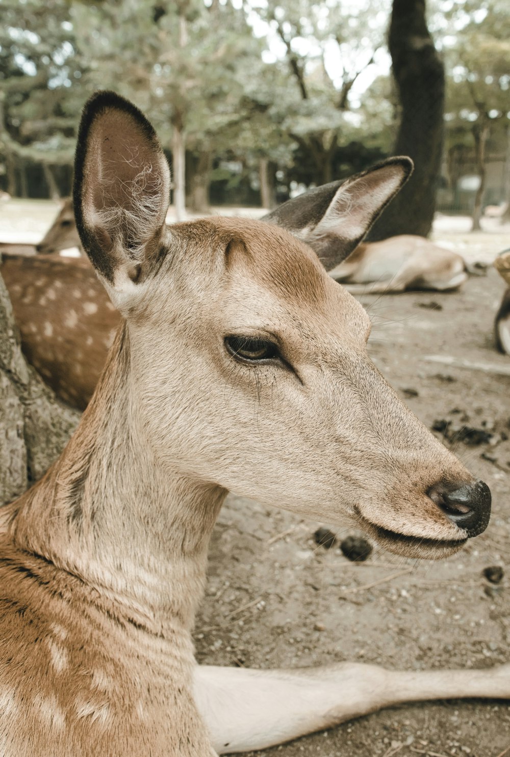 a close up of a deer laying on the ground