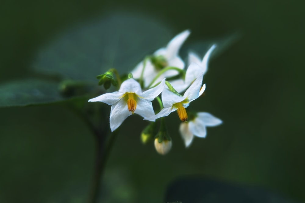 Un grupo de flores blancas con hojas verdes