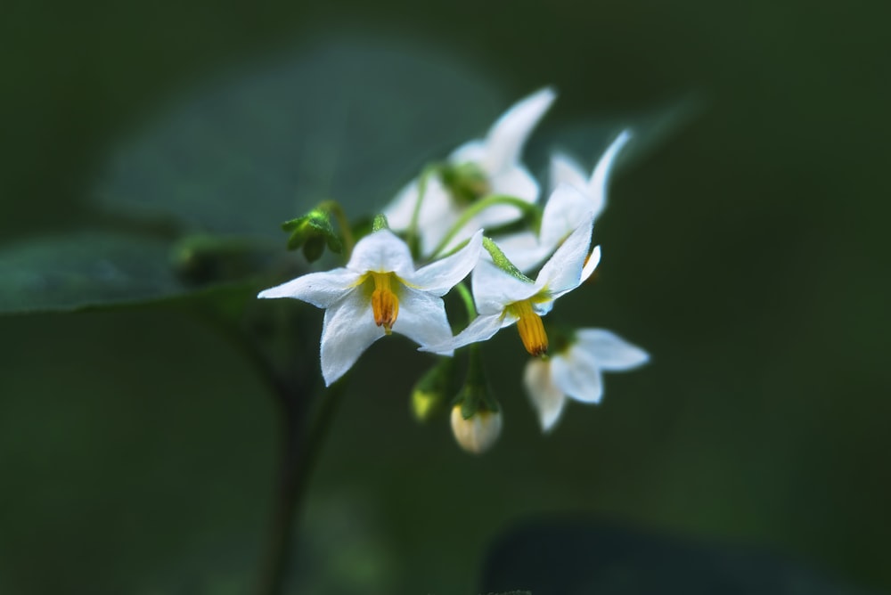um grupo de flores brancas com folhas verdes