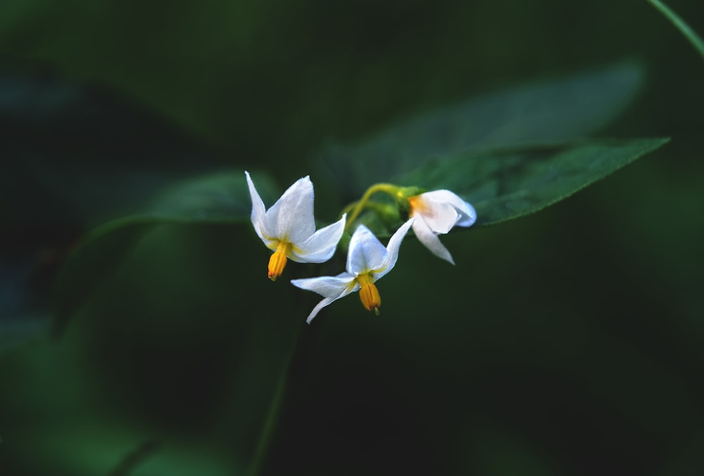 ein paar weiße Blüten, die auf einem grünen Blatt sitzen
