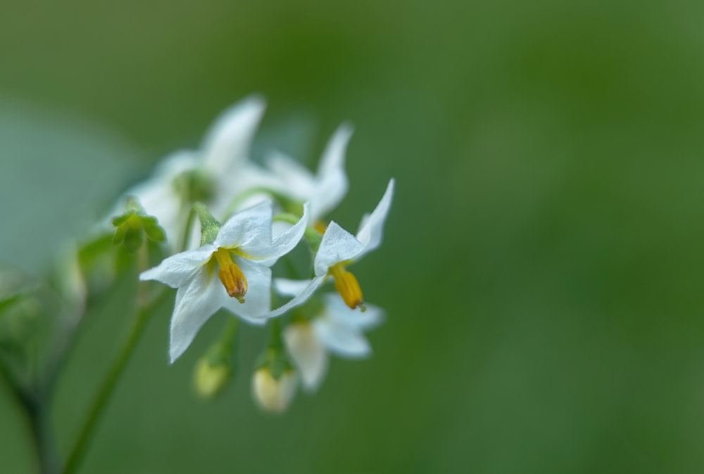 um close up de algumas flores brancas em um campo