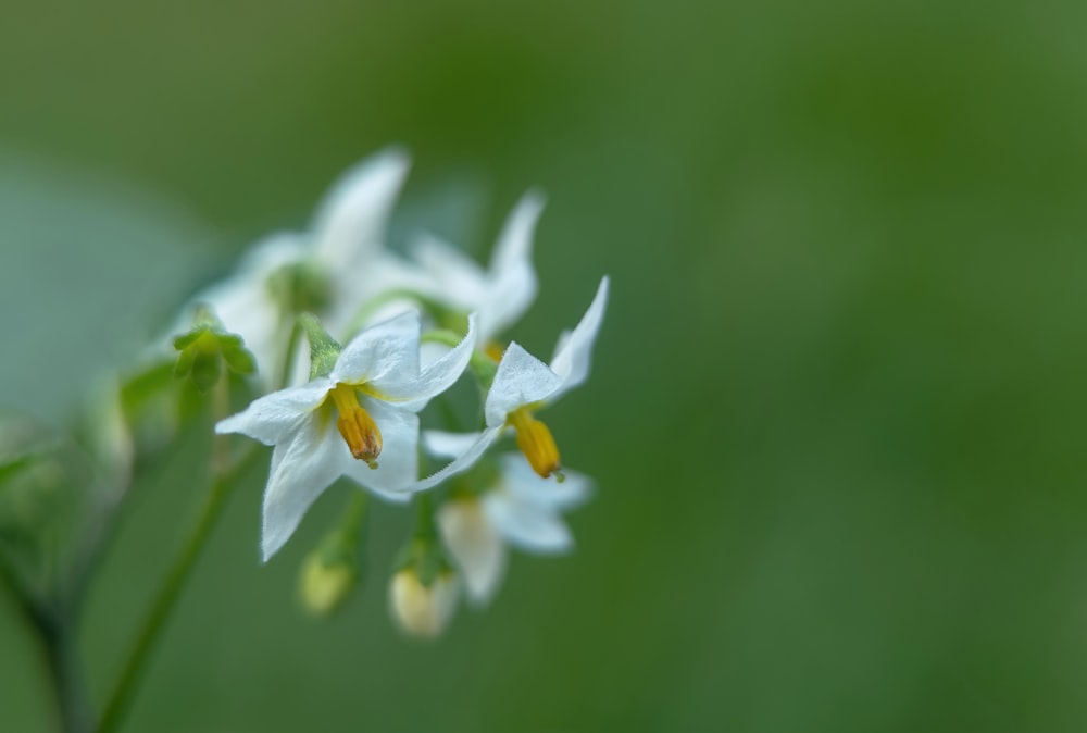 a close up of some white flowers in a field