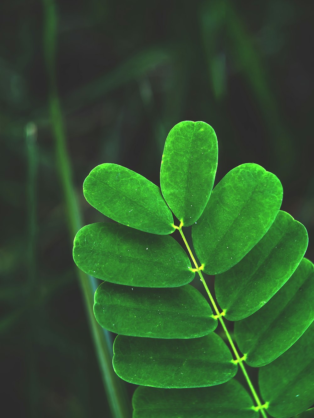 a close up of a green leaf with a blurry background