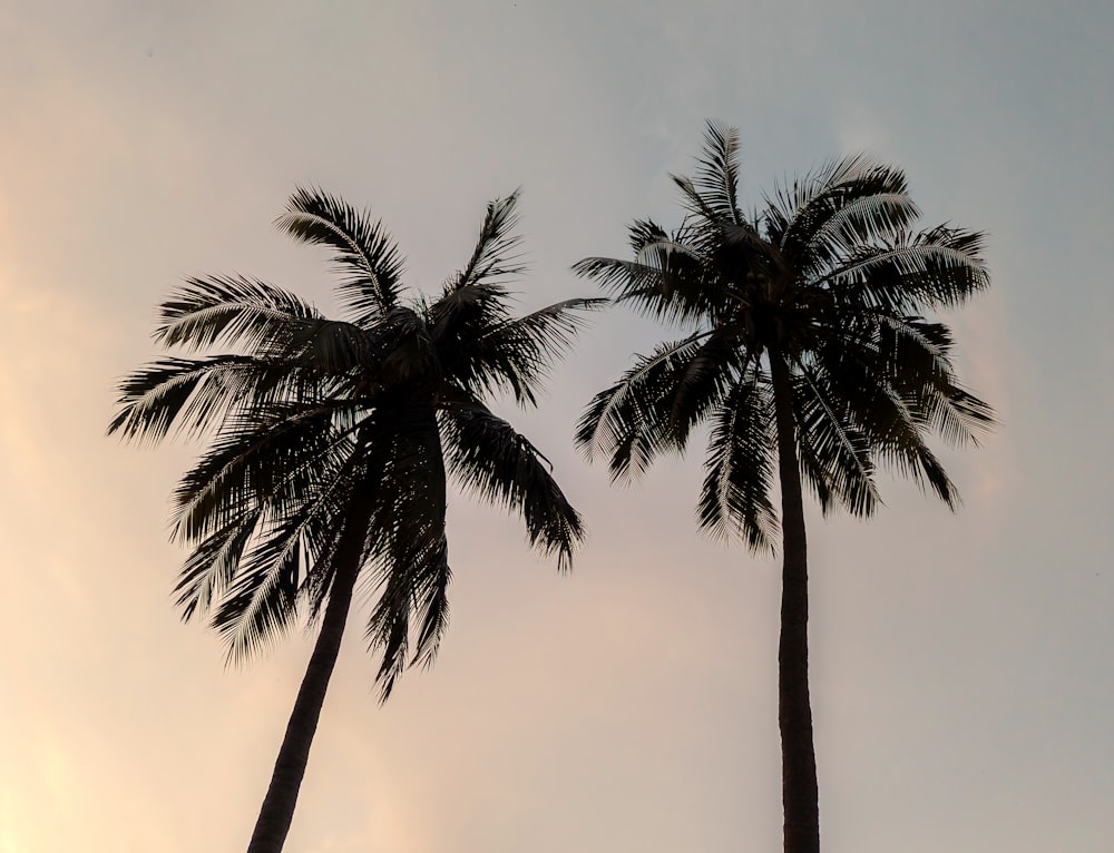 two tall palm trees against a cloudy sky