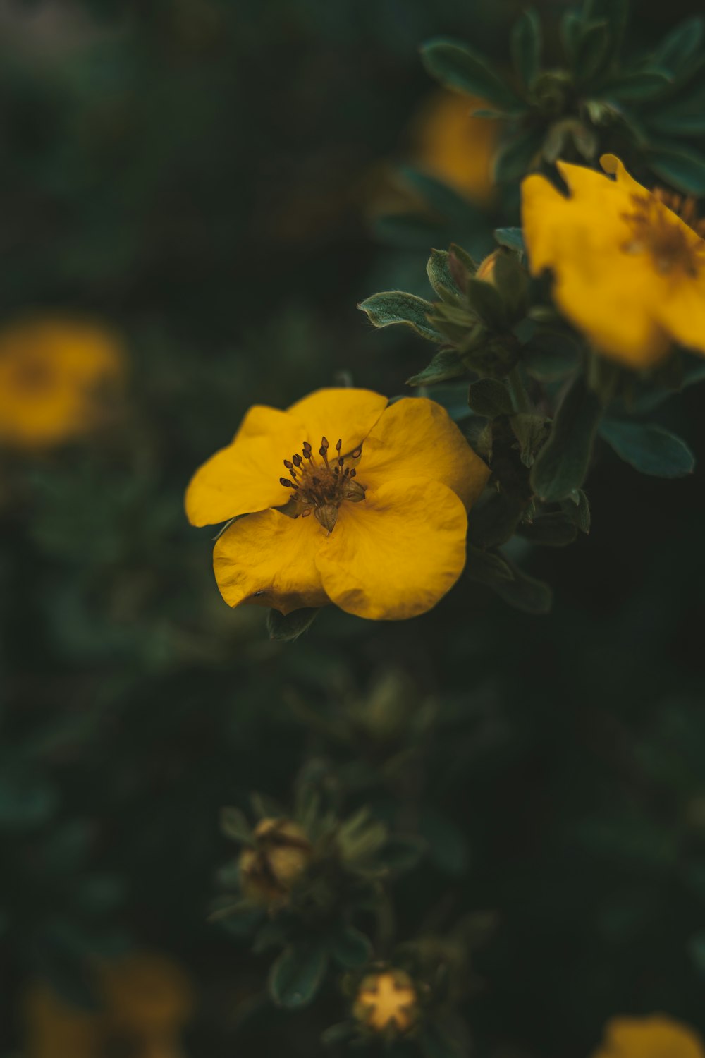 a close up of a yellow flower on a plant