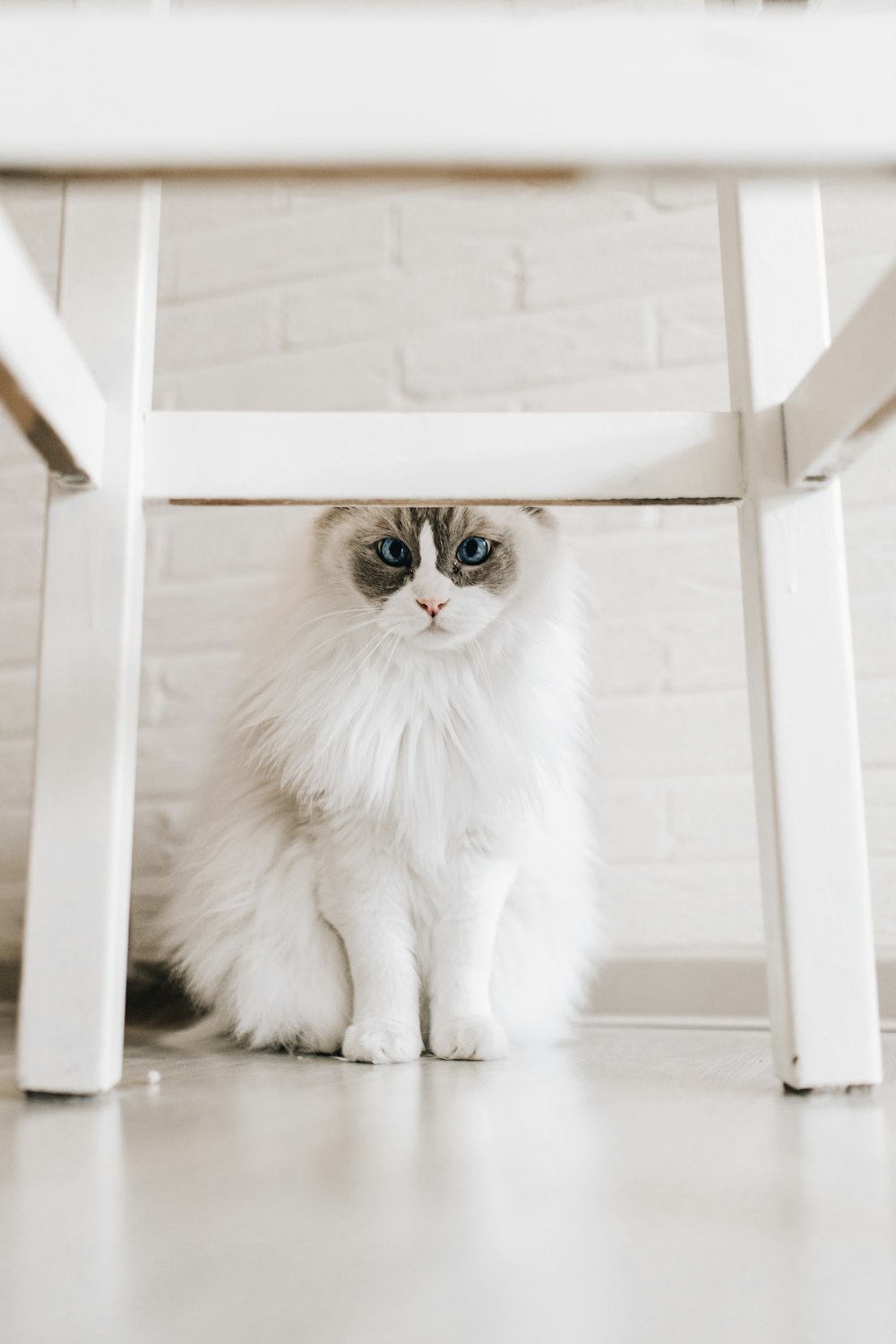 a white cat sitting under a white table