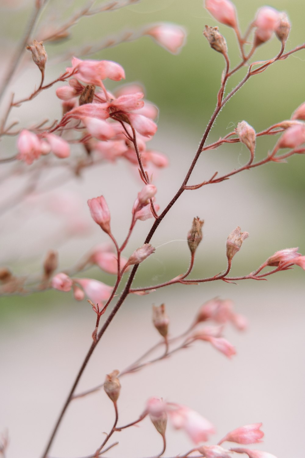 a close up of a plant with pink flowers