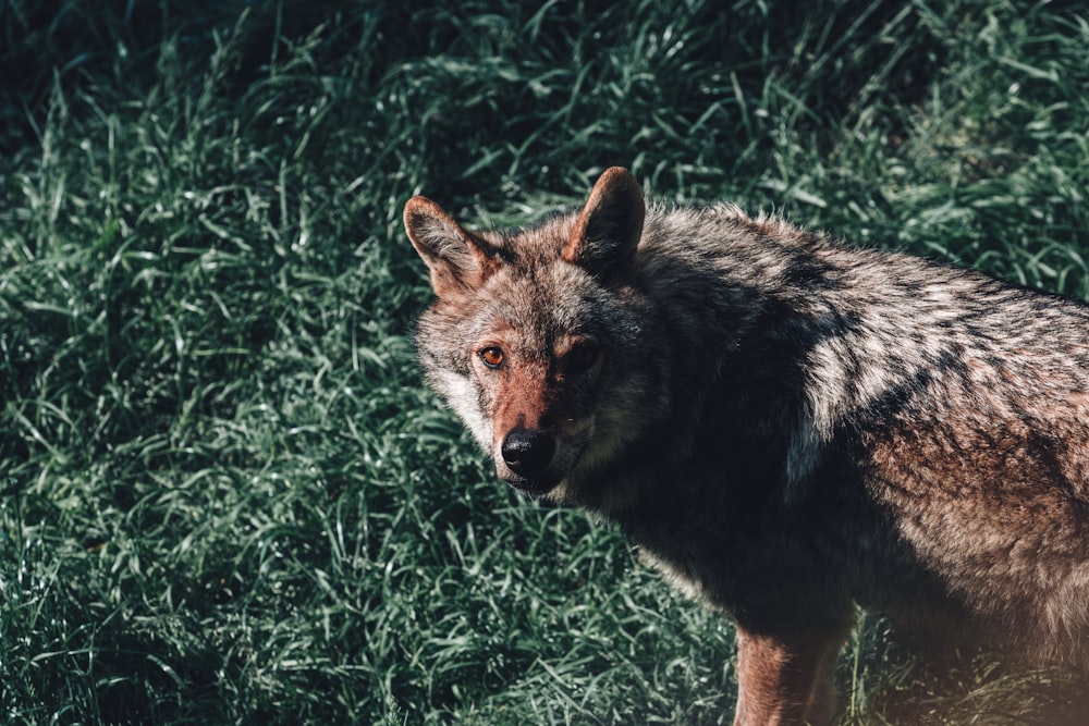 a close up of a wolf in a field of grass