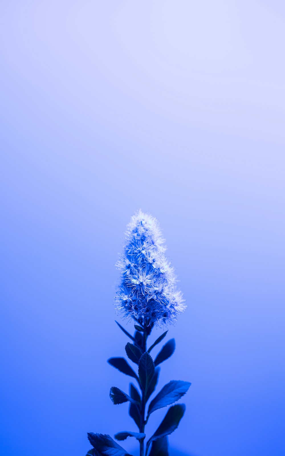 a blue plant with snow flakes on it