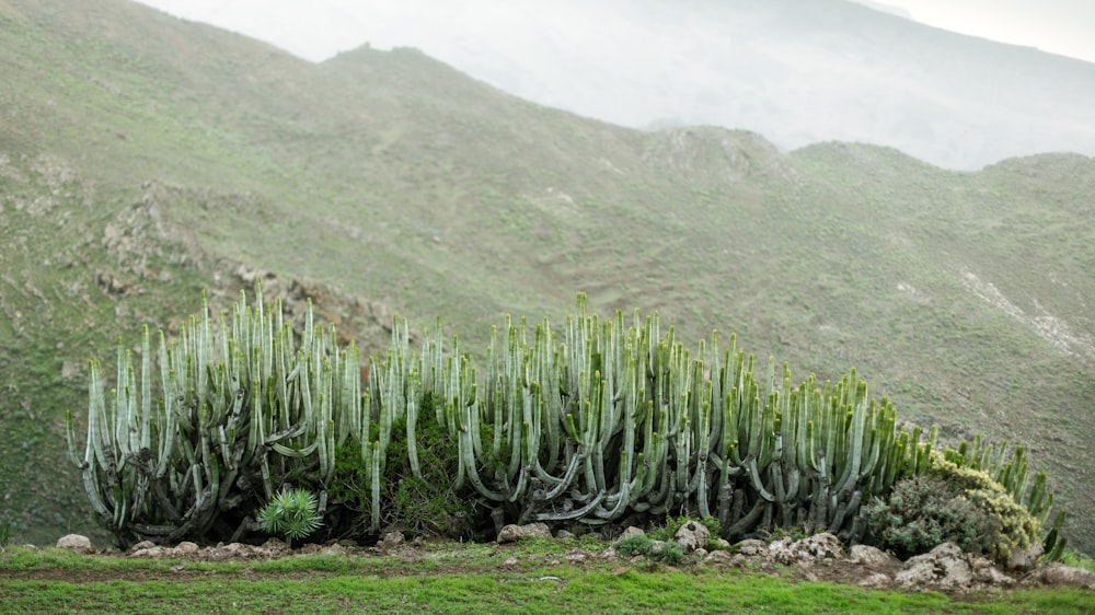 a large group of green plants on a hillside