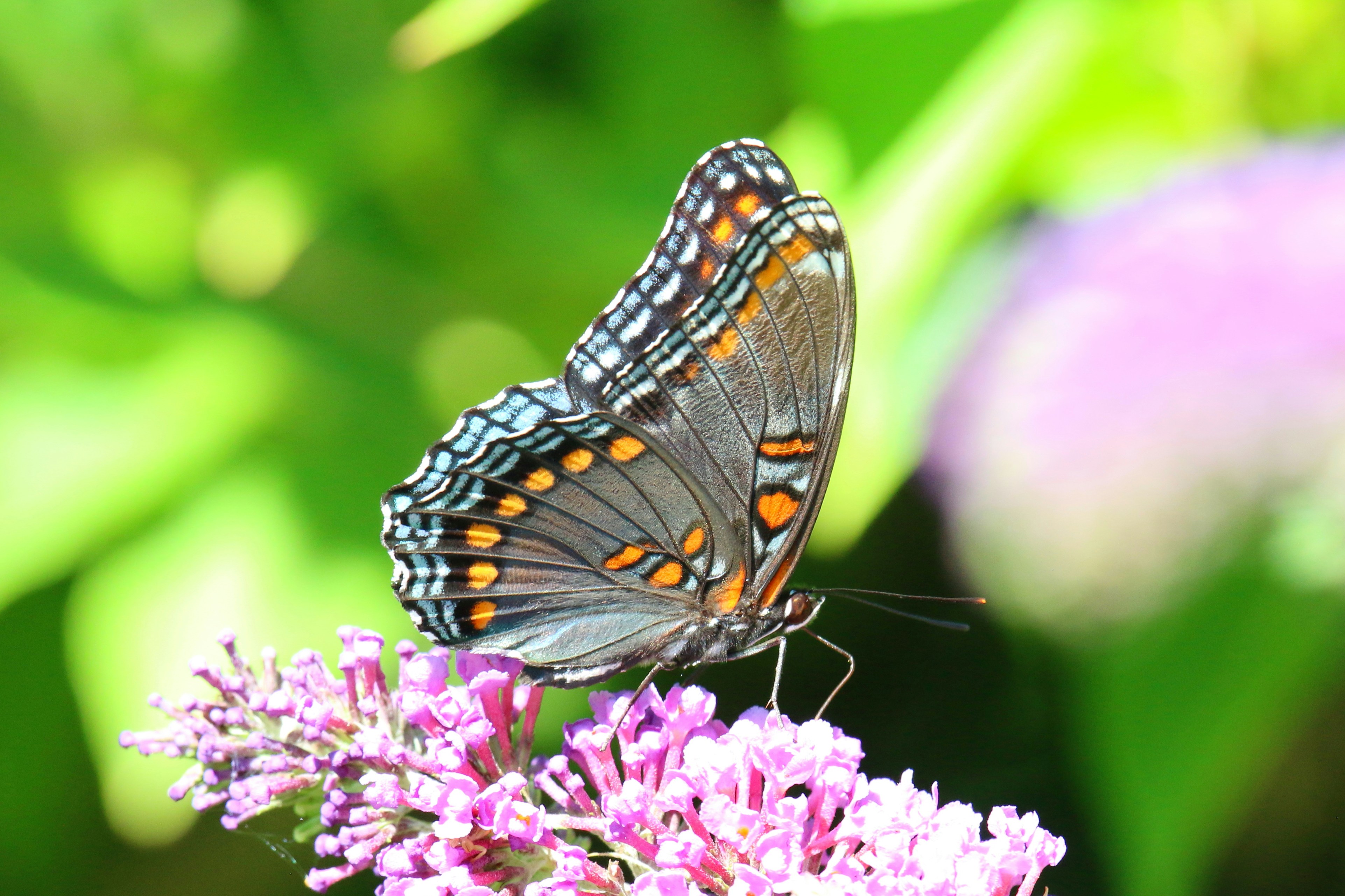 Photo by goldenplover31