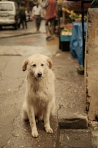 A white dog is sitting on a wet street, looking directly at the camera. In the background, there are blurred figures of people walking and a street market stall with various goods. The scene is urban and appears to be in a busy area.