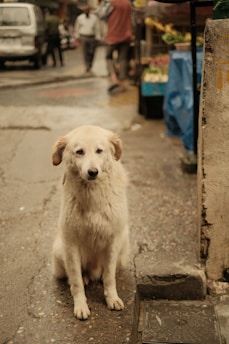A white dog is sitting on a wet street, looking directly at the camera. In the background, there are blurred figures of people walking and a street market stall with various goods. The scene is urban and appears to be in a busy area.