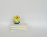 Stack of cleanly designed infoproduct covers next to a small green plant on a white surface.