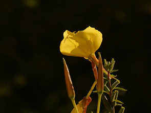 Fresh evening primrose flowers blooming in a sunlit field