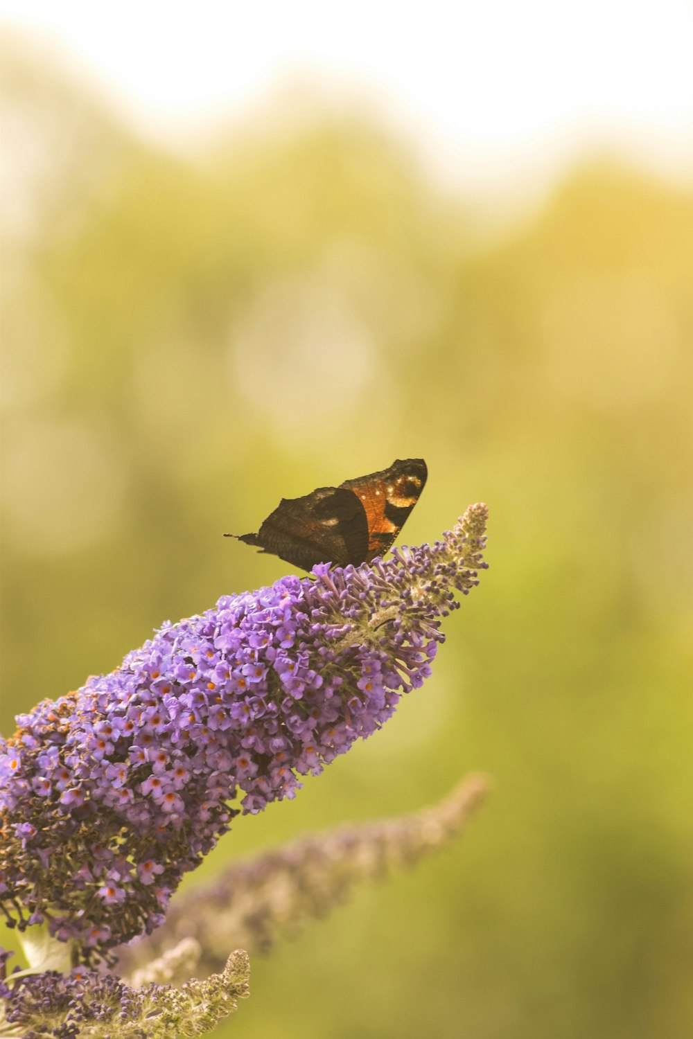 a brown and black butterfly sitting on a purple flower