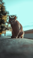 A sleek black cat perched elegantly on a windowsill with city lights behind.