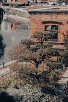 A carefully pruned tree with multiple layers of branches stands in front of a brick building with a window. The area is landscaped with various shrubs and plants, and a body of water is visible in the background.