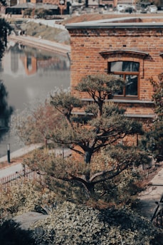 A carefully pruned tree with multiple layers of branches stands in front of a brick building with a window. The area is landscaped with various shrubs and plants, and a body of water is visible in the background.