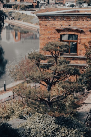 A carefully pruned tree with multiple layers of branches stands in front of a brick building with a window. The area is landscaped with various shrubs and plants, and a body of water is visible in the background.