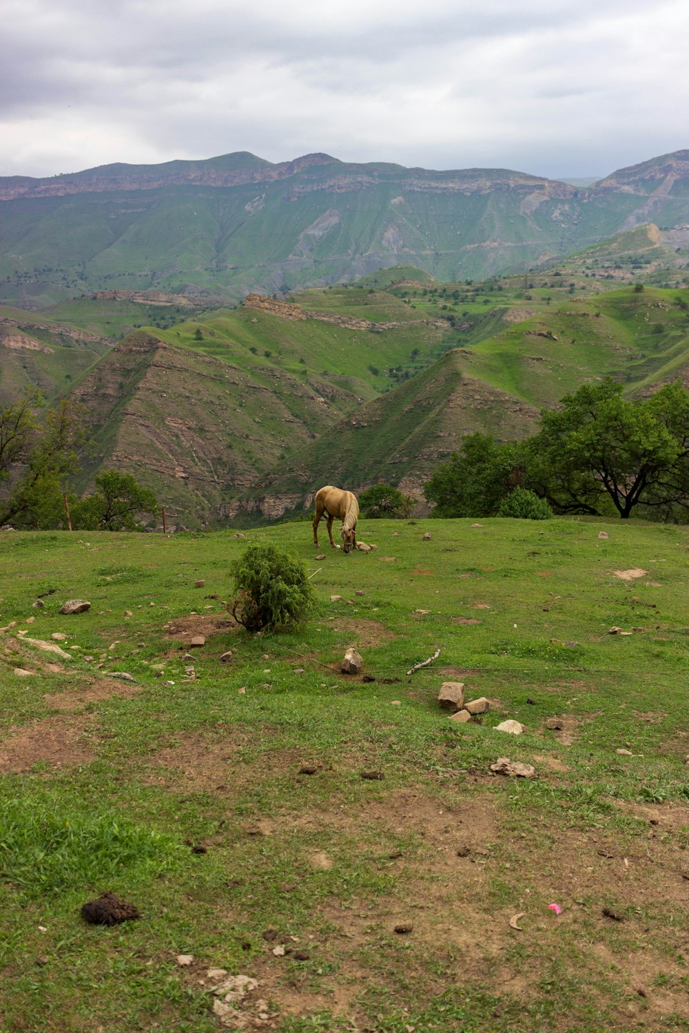a horse grazing on a lush green hillside