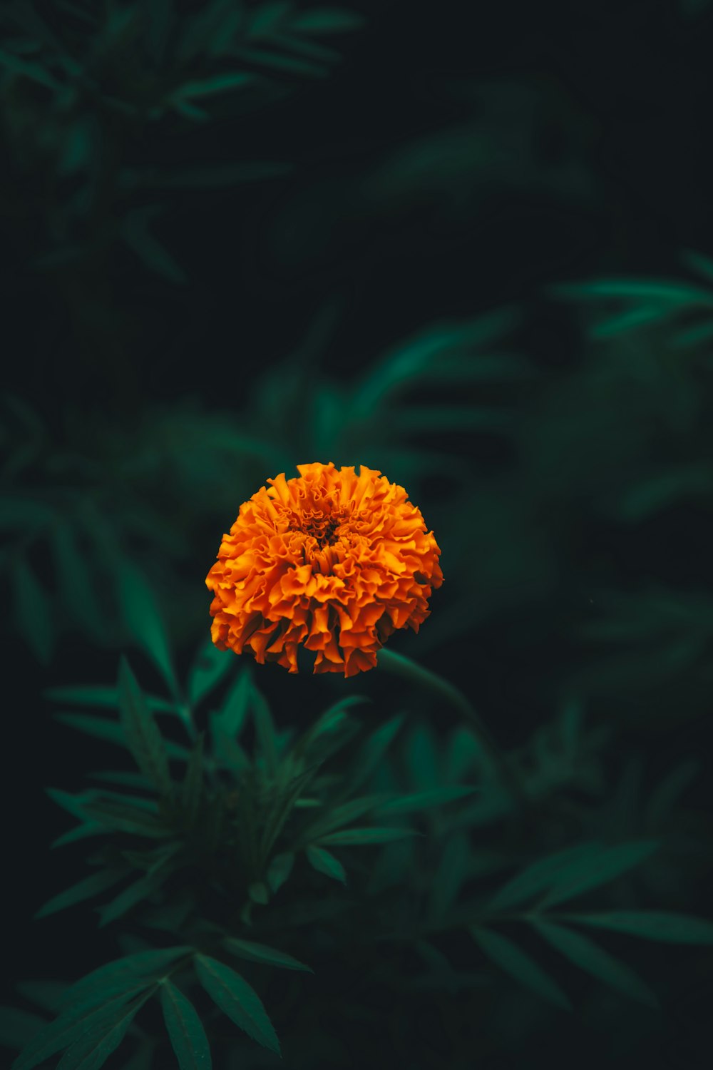 a bright orange flower in the middle of a forest