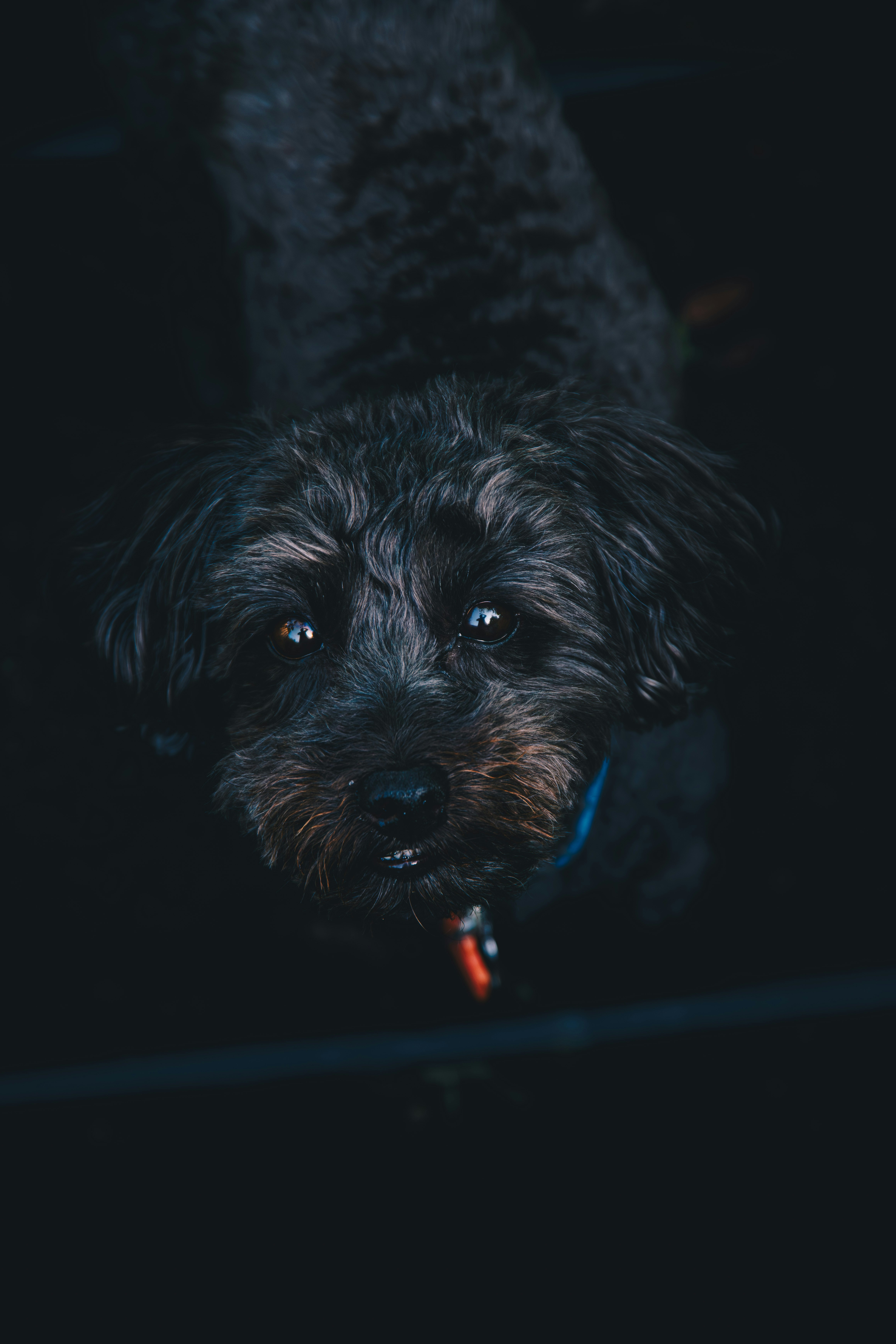 Un pequeño perro negro con un collar rojo
