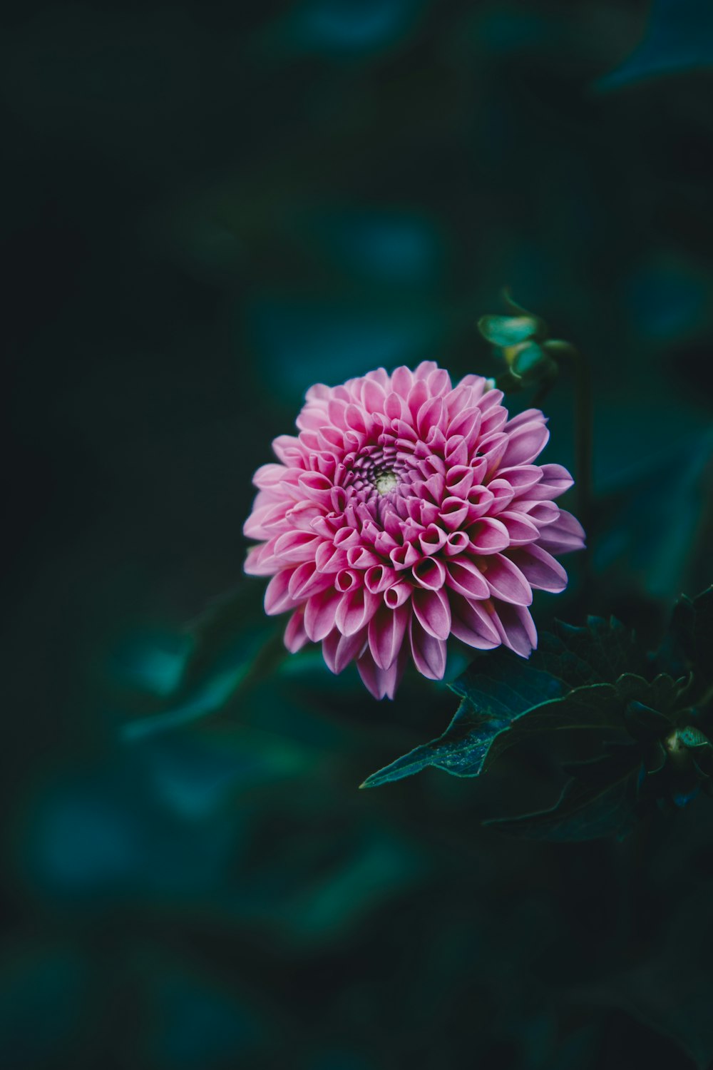 a pink flower with green leaves on a dark background