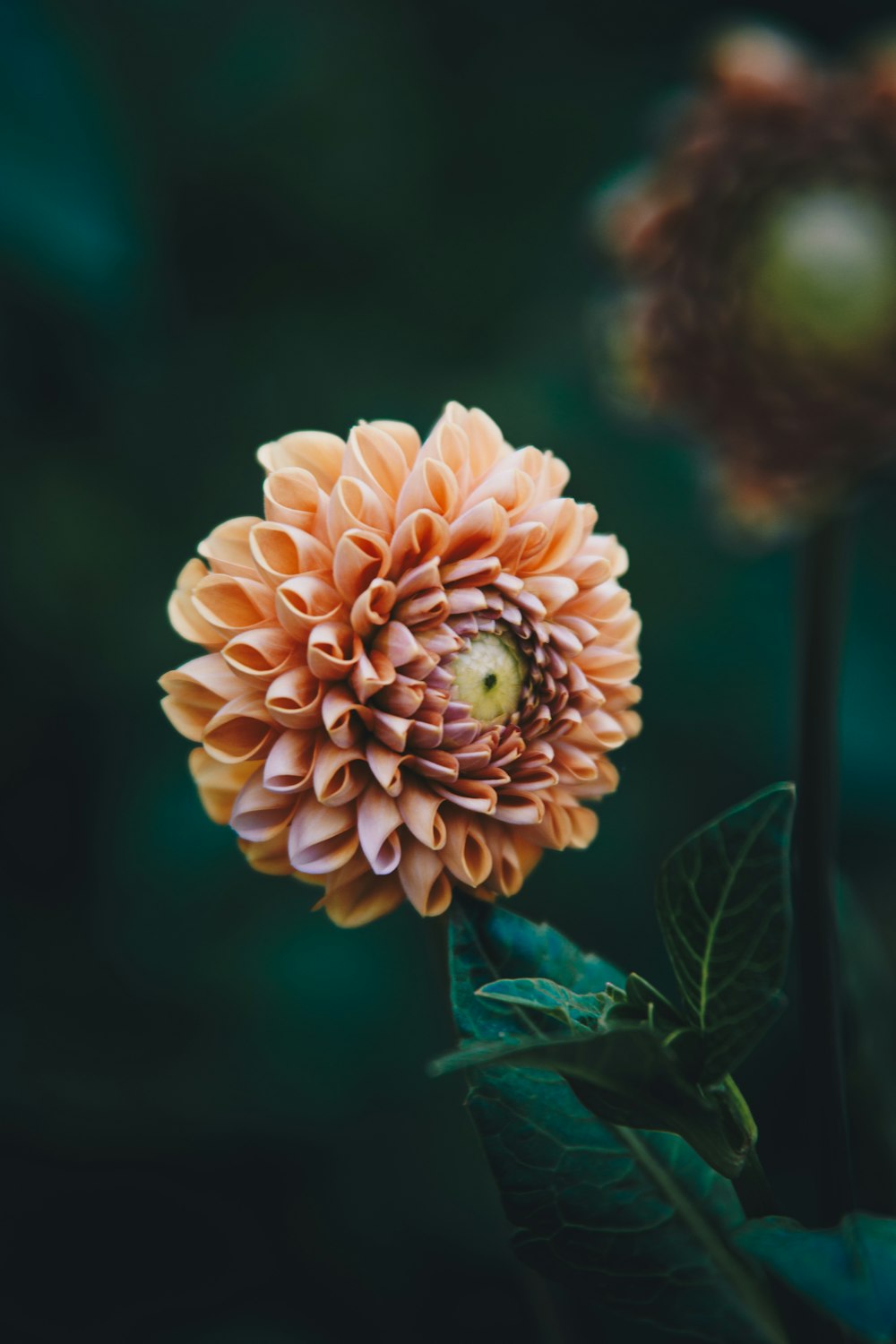 a close up of a flower with a blurry background