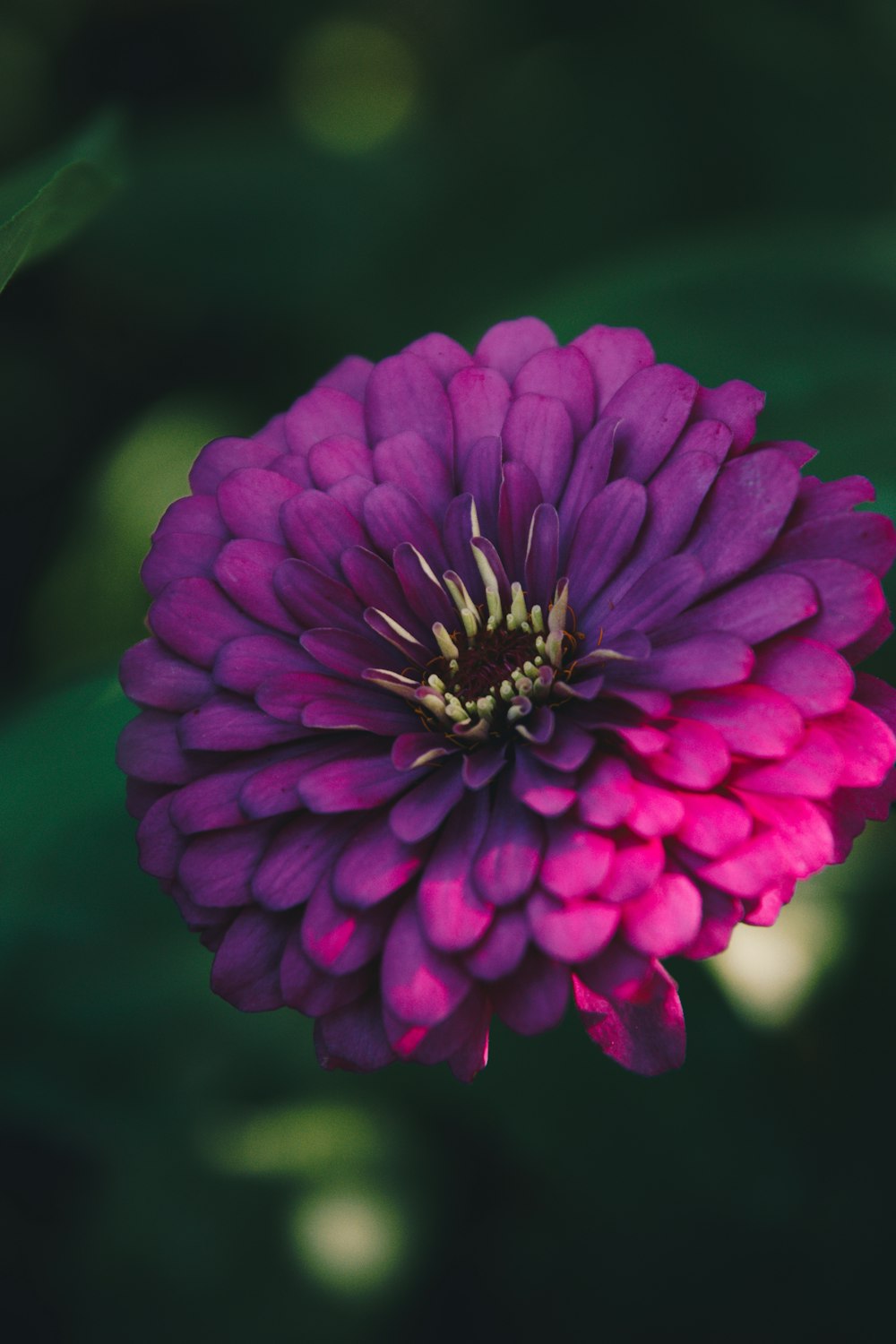 a purple flower with green leaves in the background