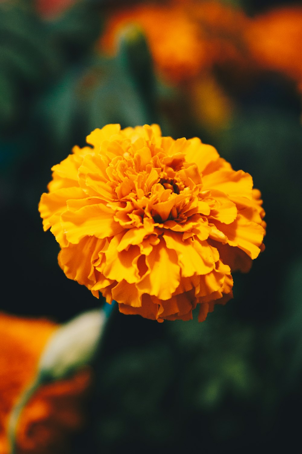 a close up of a yellow flower in a field