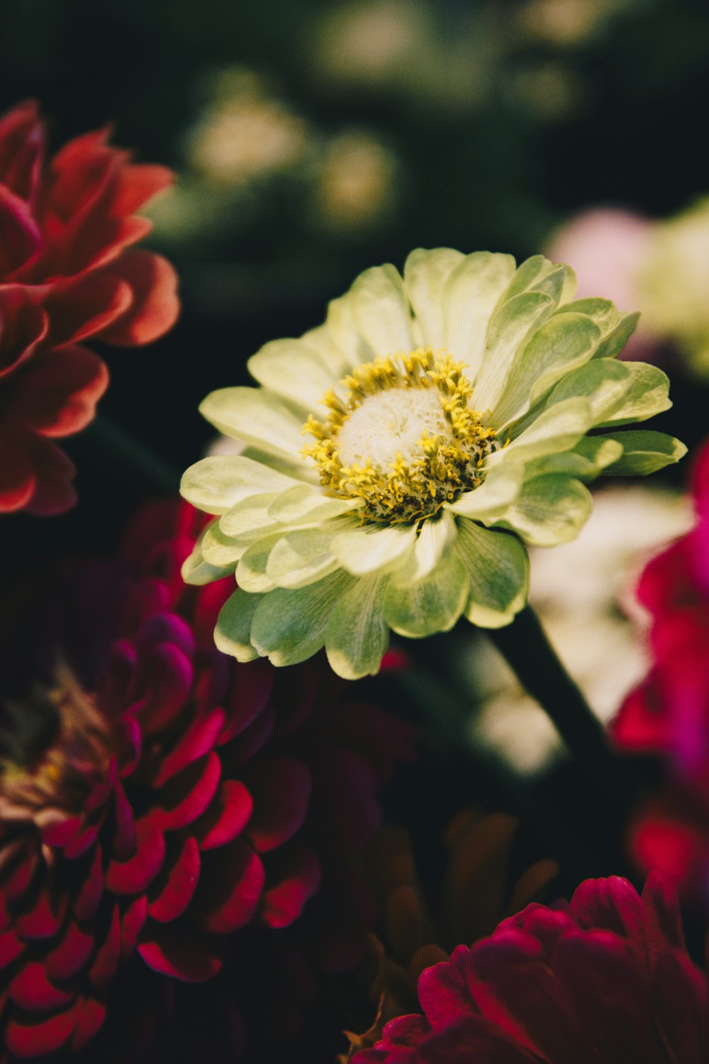 a close up of a yellow and red flower