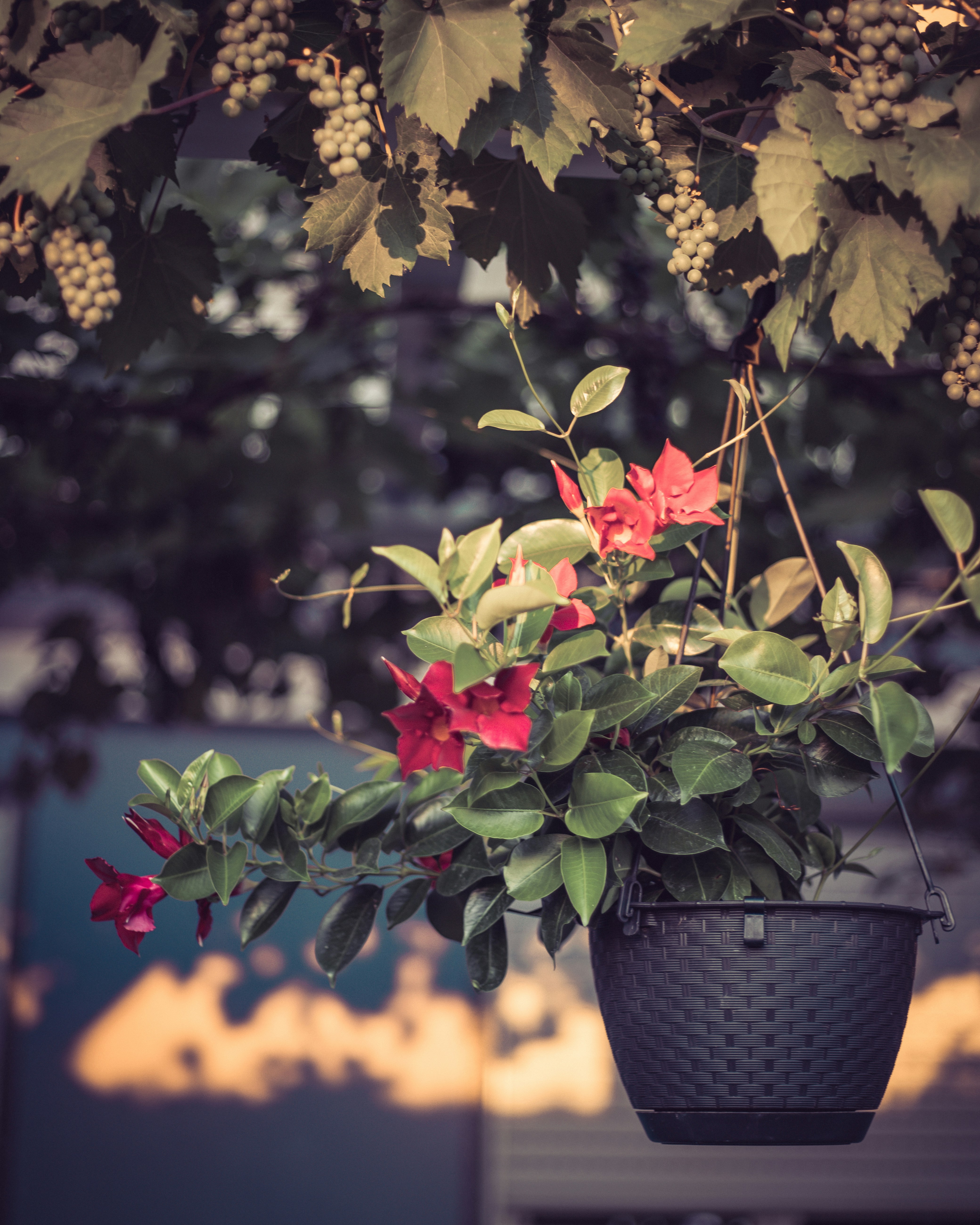 Photo by alexandristom