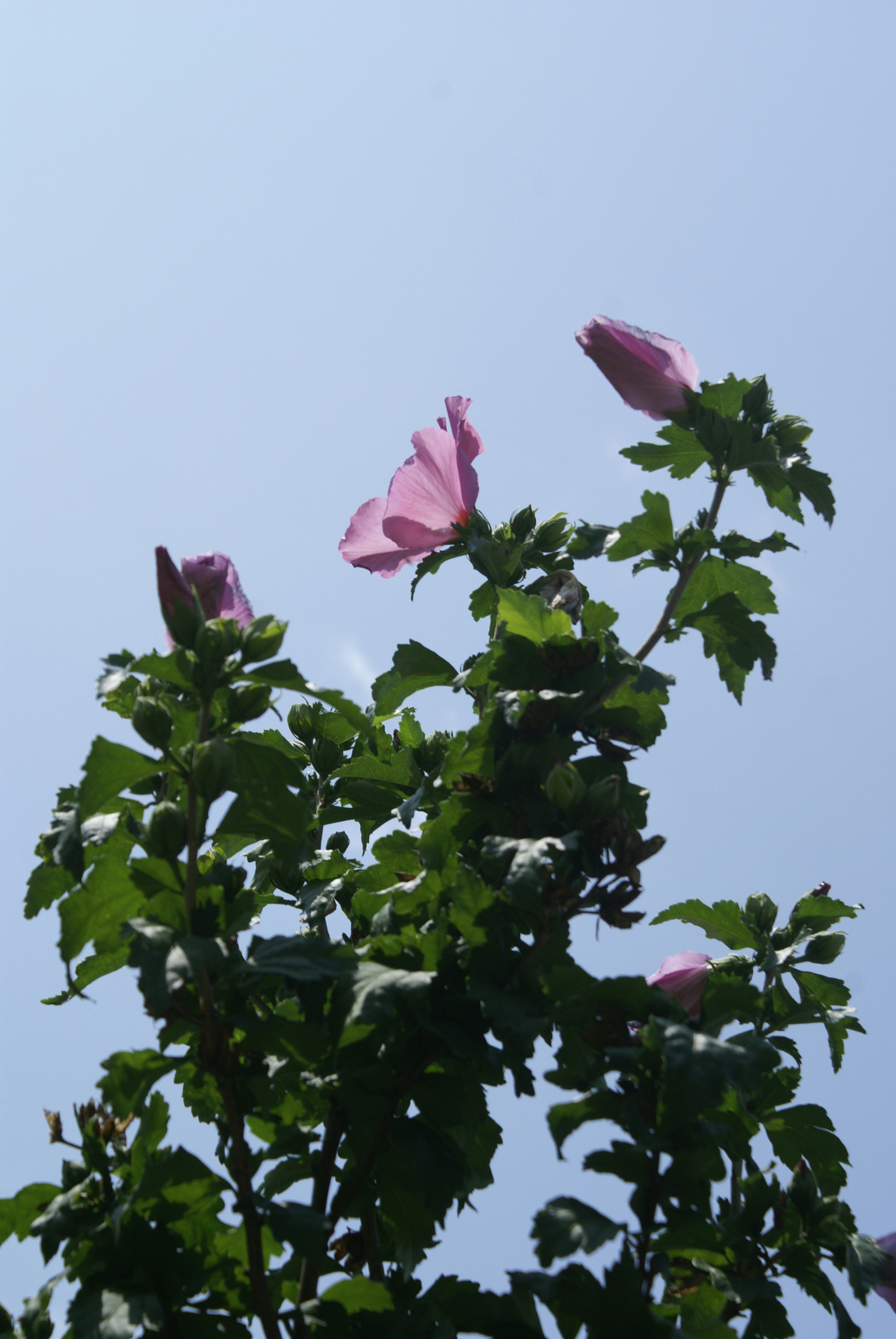 Photo by apaturairis