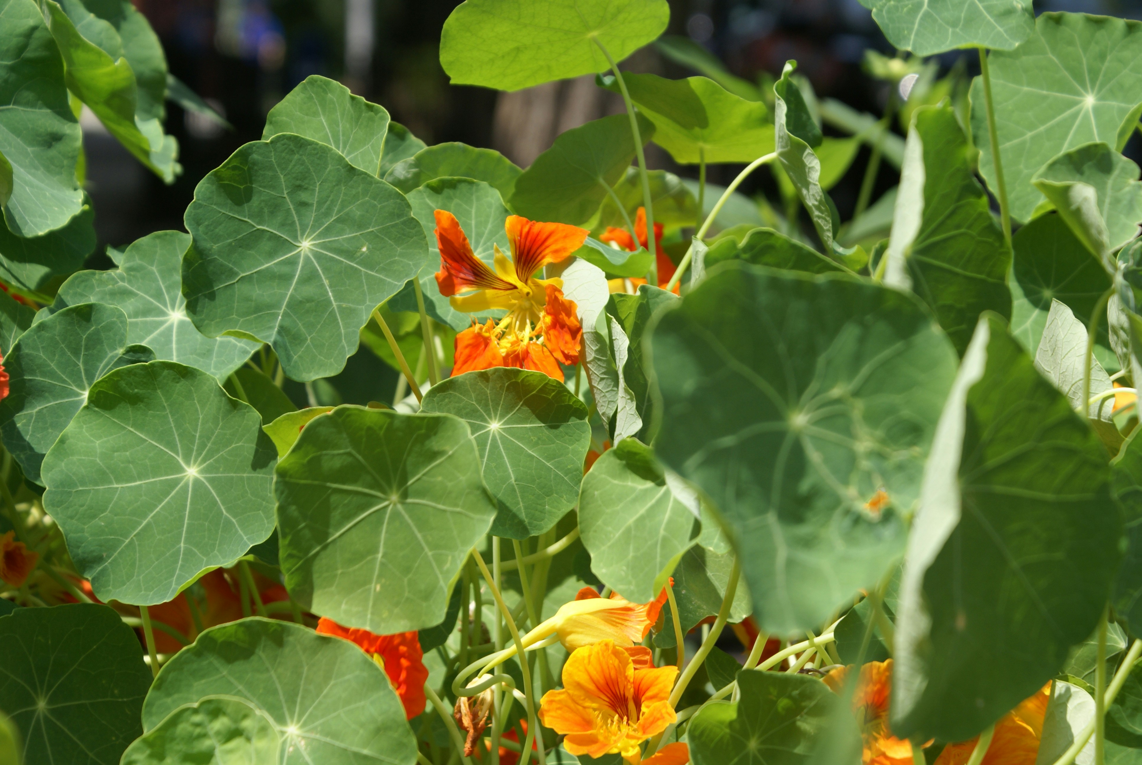 Photo by apaturairis