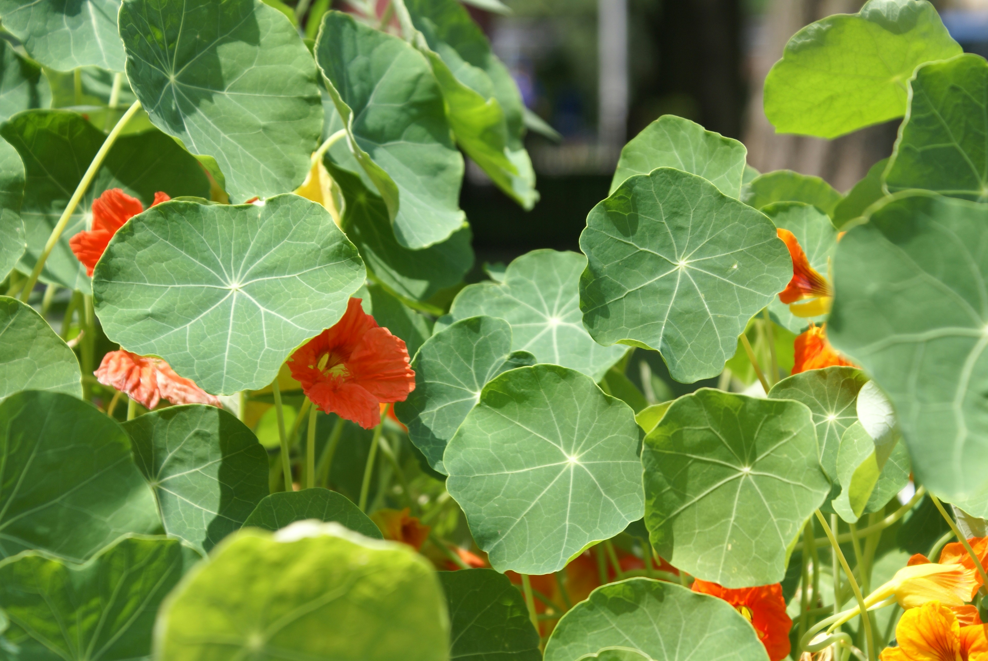 Photo by apaturairis