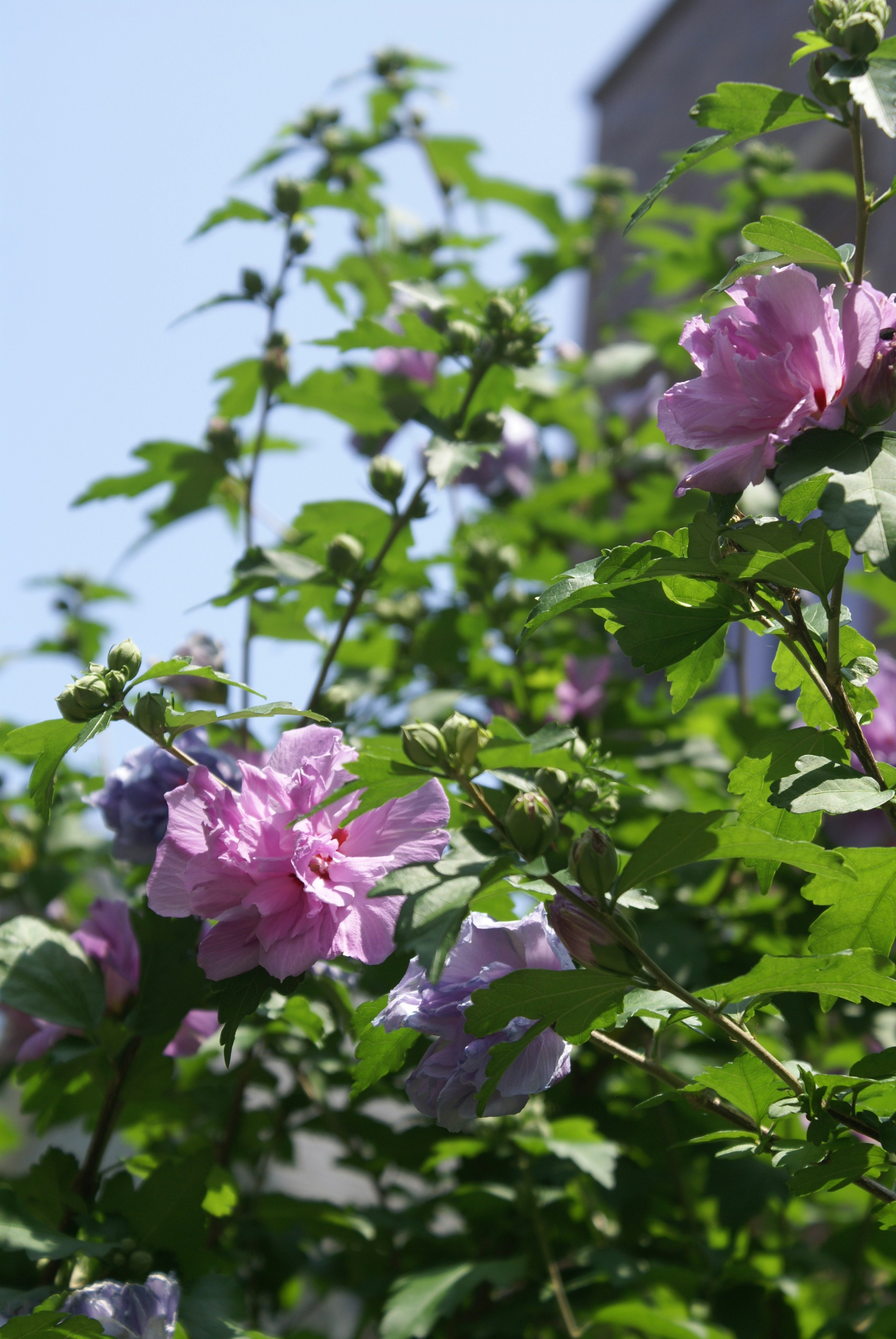 Photo by apaturairis