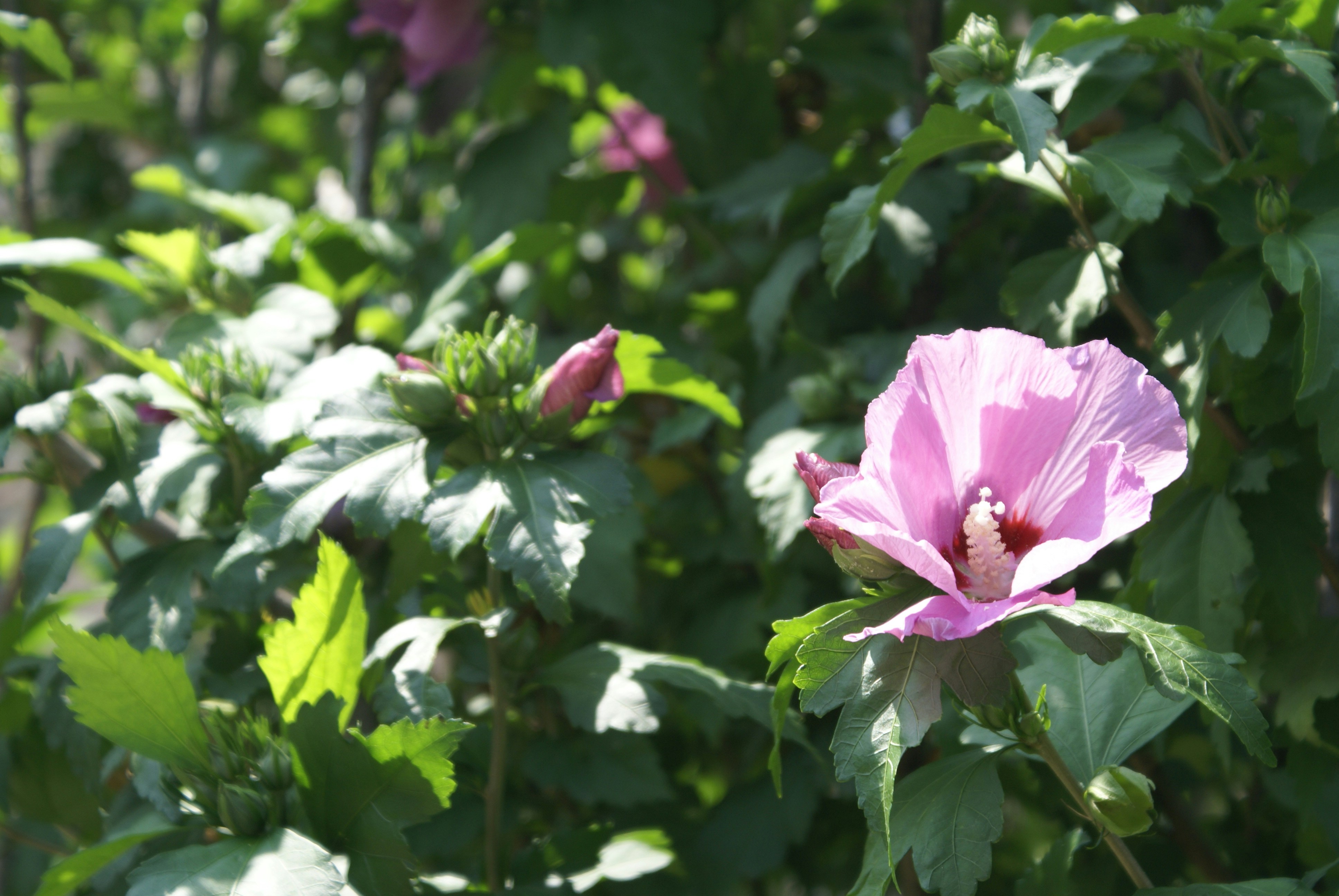 Photo by apaturairis