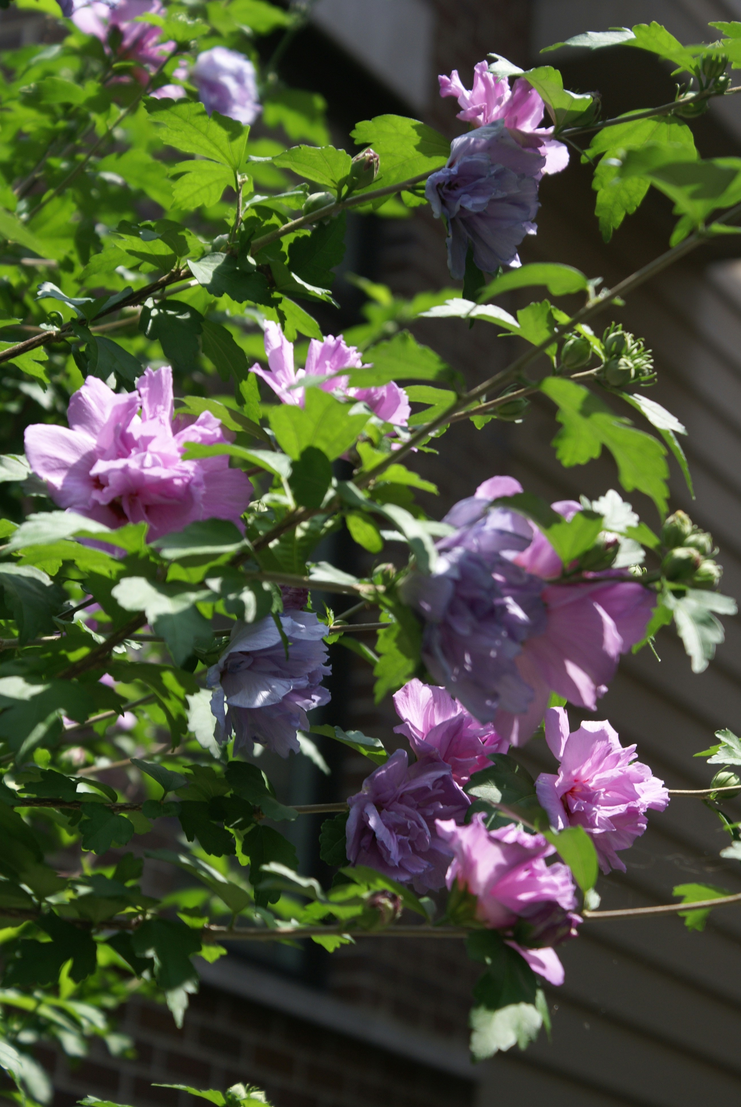 Photo by apaturairis