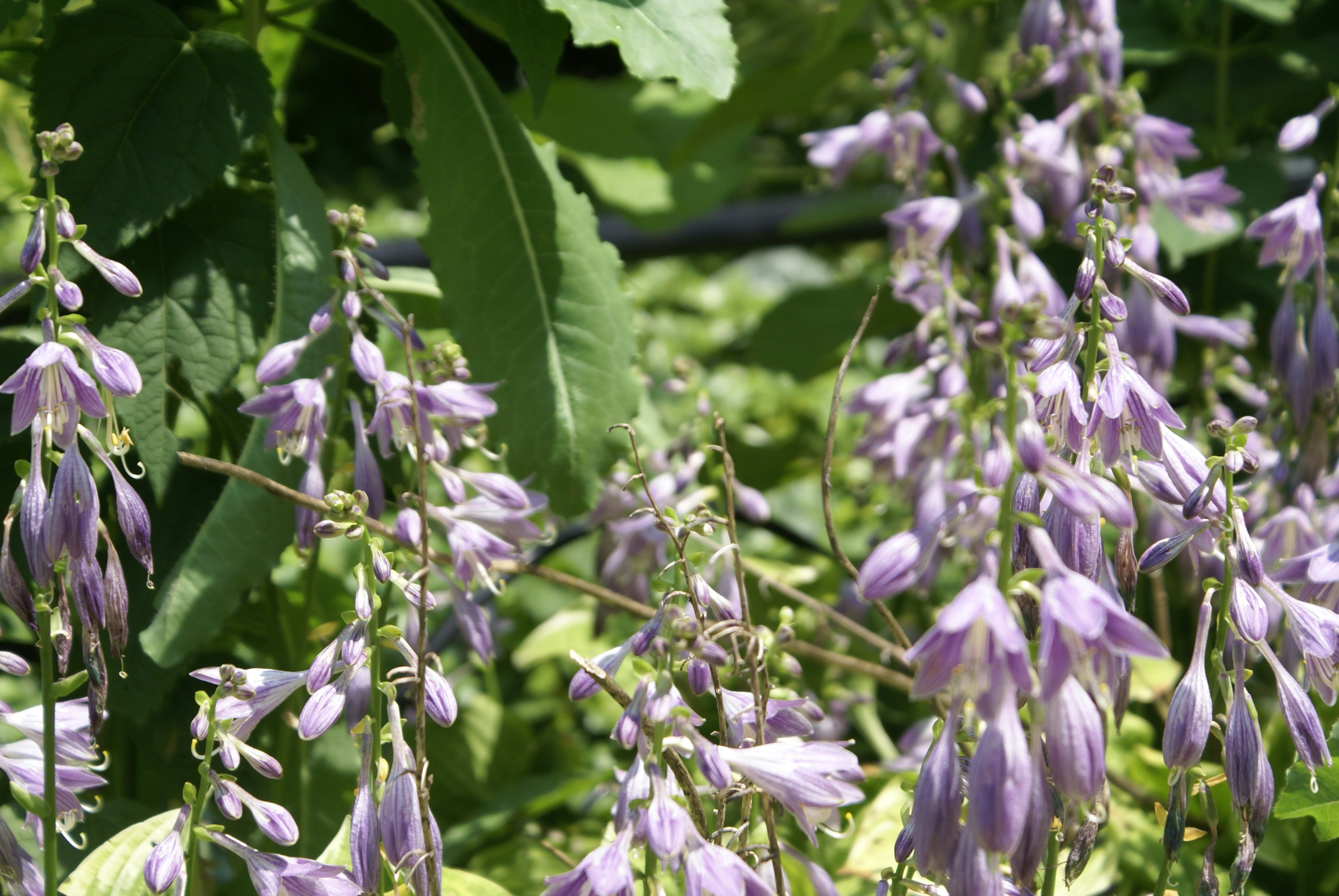 Photo by apaturairis