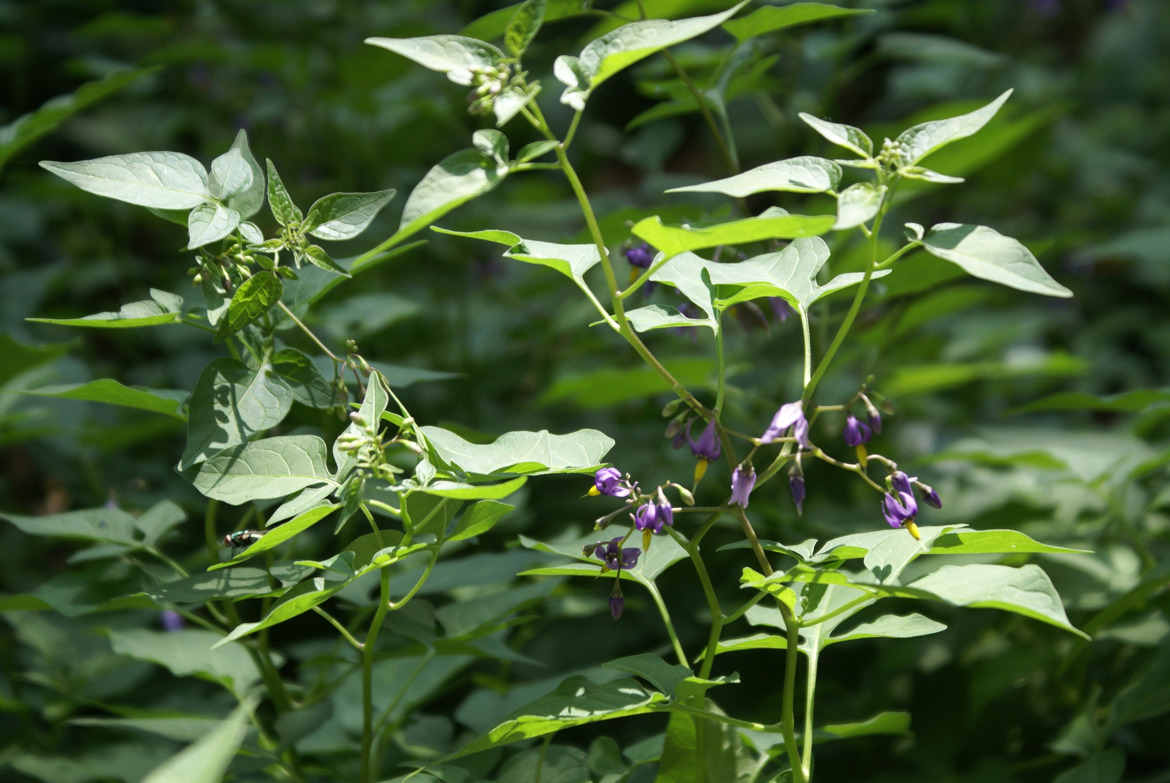 Photo by apaturairis